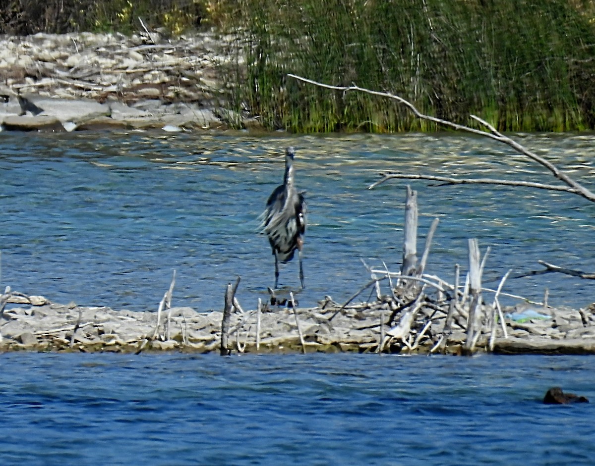 Great Blue Heron - ML623821992