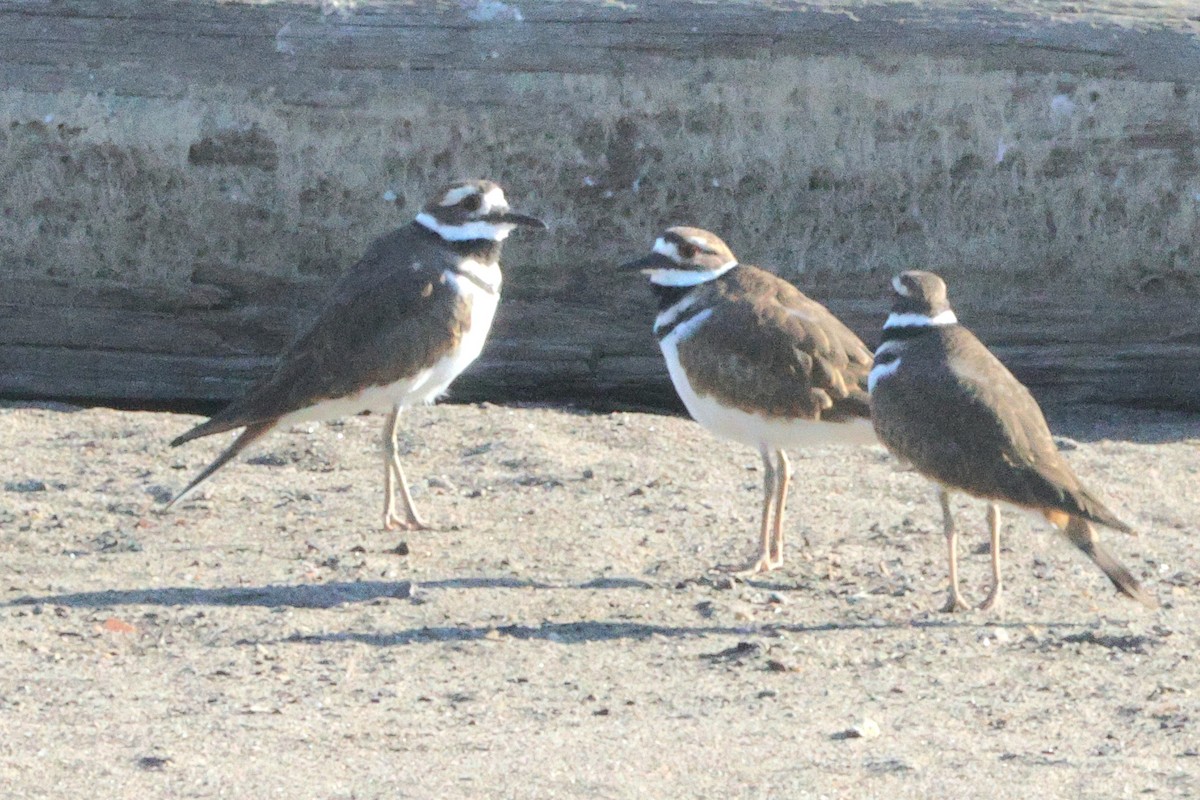 Killdeer - ML623821995