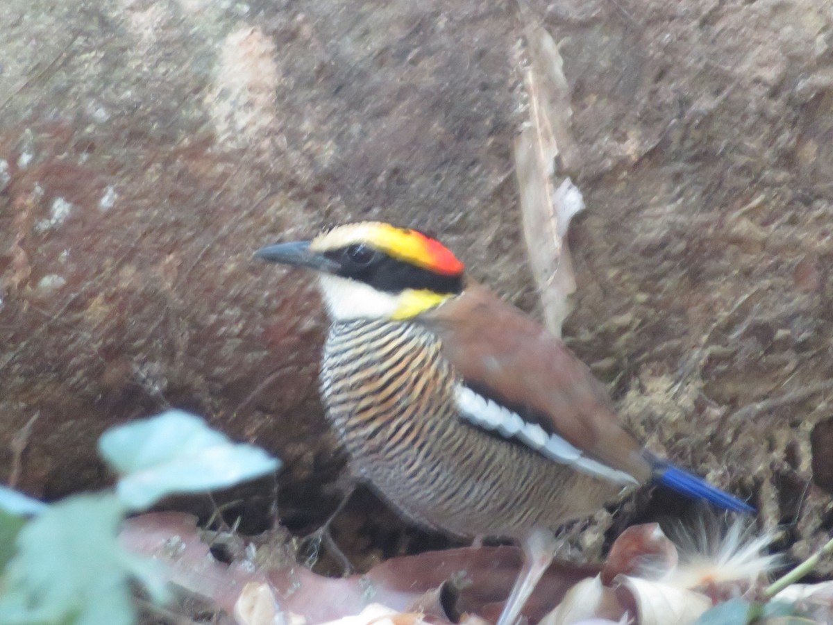 Malayan Banded-Pitta - Kai Spratt