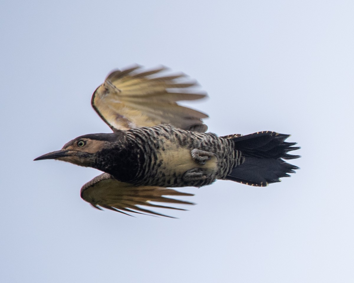 Chilean Flicker - ML623822001