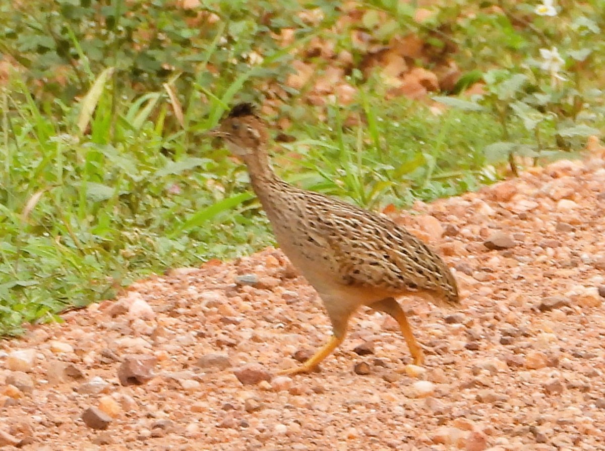 White-bellied Nothura - ML623822002