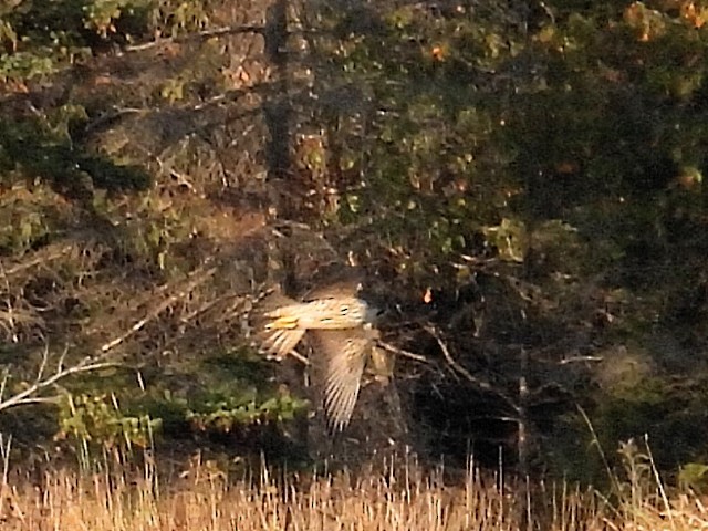 Peregrine Falcon - ML623822004