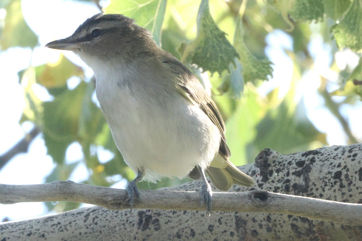 Red-eyed Vireo - ML623822014