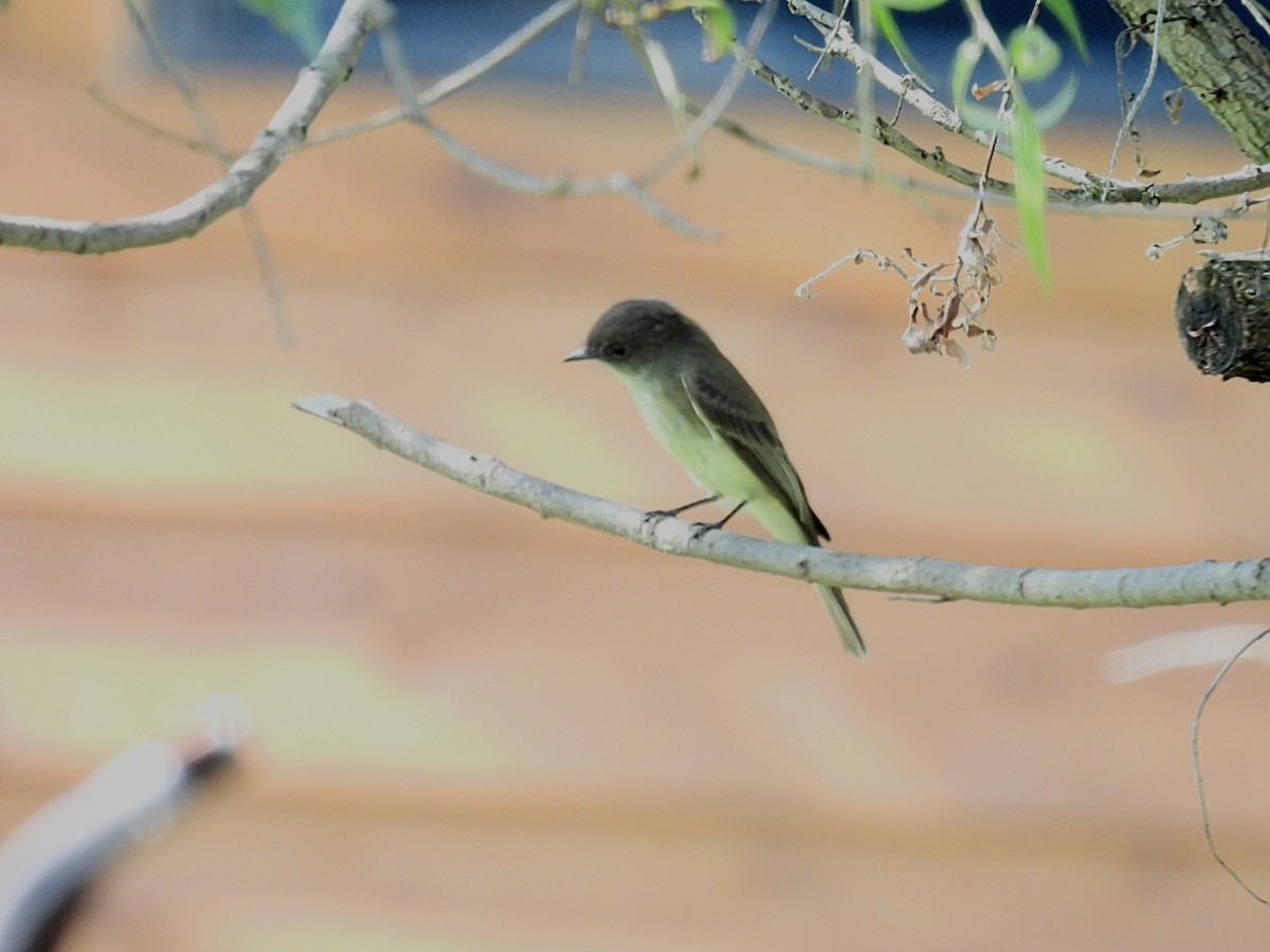 Eastern Phoebe - ML623822017