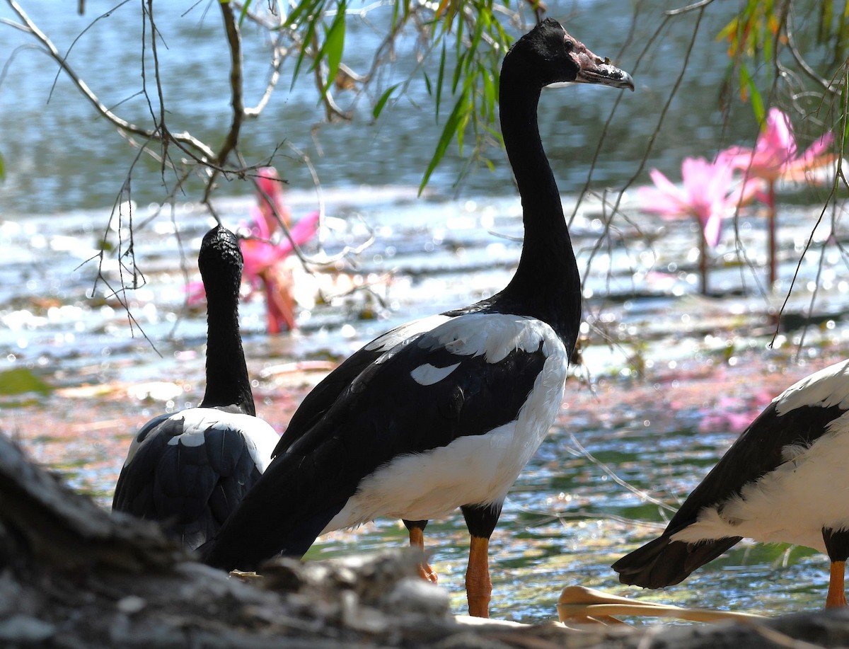 Magpie Goose - ML623822026