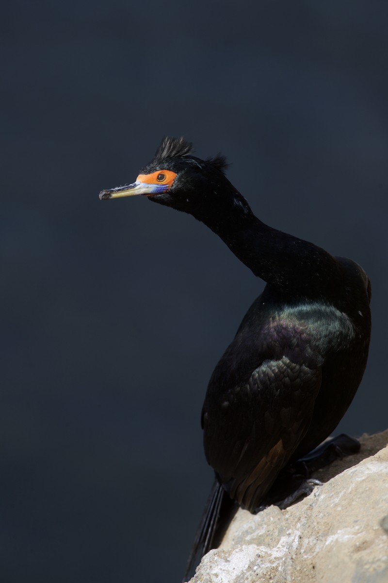 Red-faced Cormorant - ML623822027