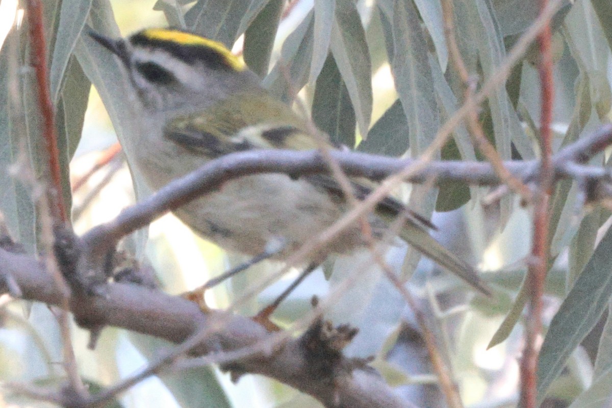 Golden-crowned Kinglet - ML623822031