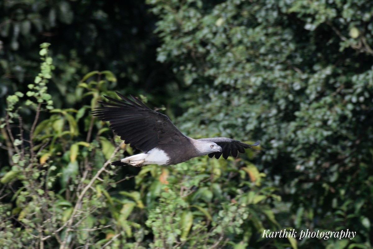 Lesser/Gray-headed Fish-Eagle - ML623822048