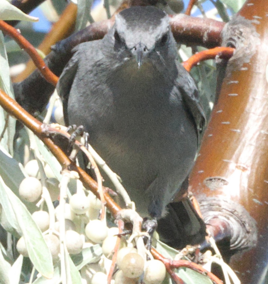 Gray Catbird - ML623822051