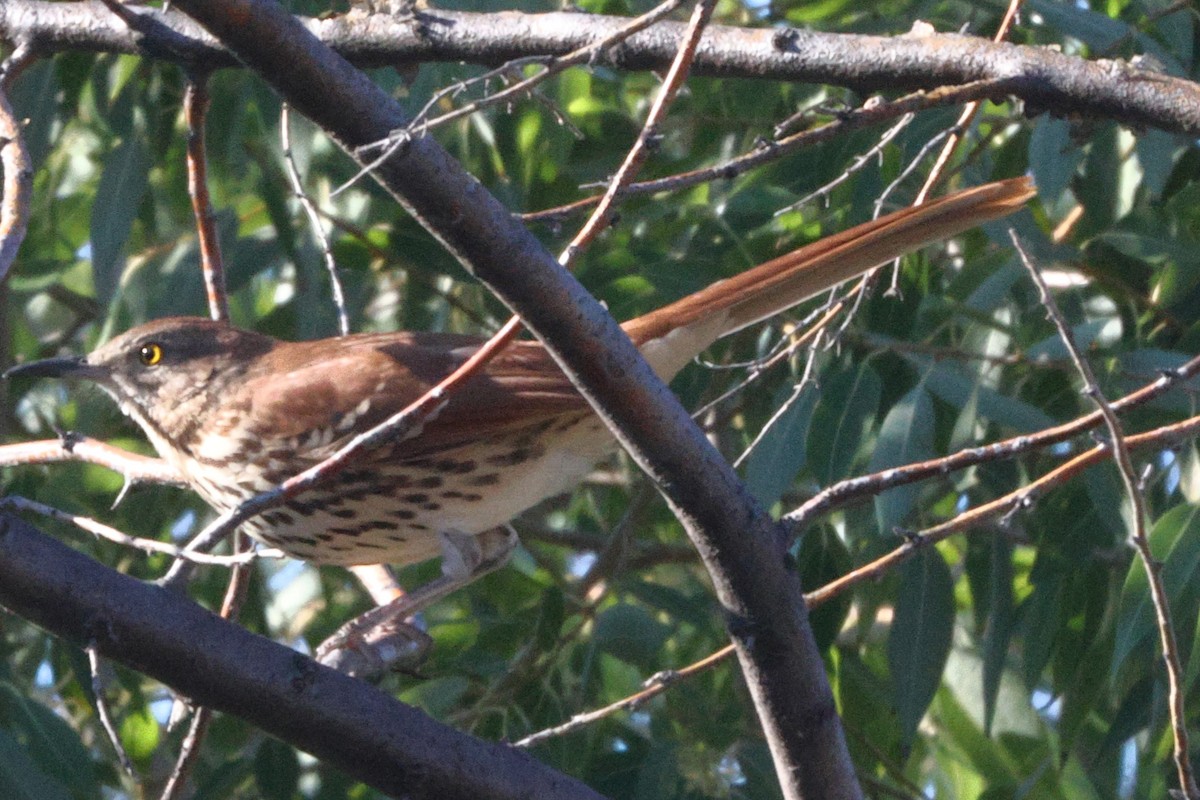 Brown Thrasher - ML623822062