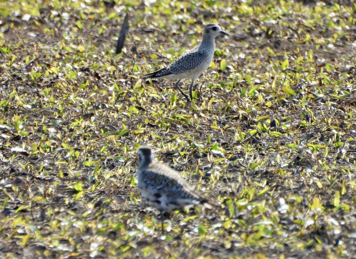 American Golden-Plover - ML623822074