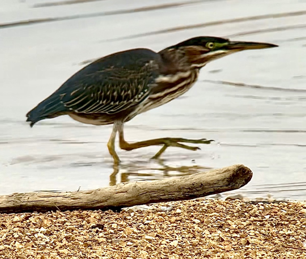 Green Heron - ML623822082