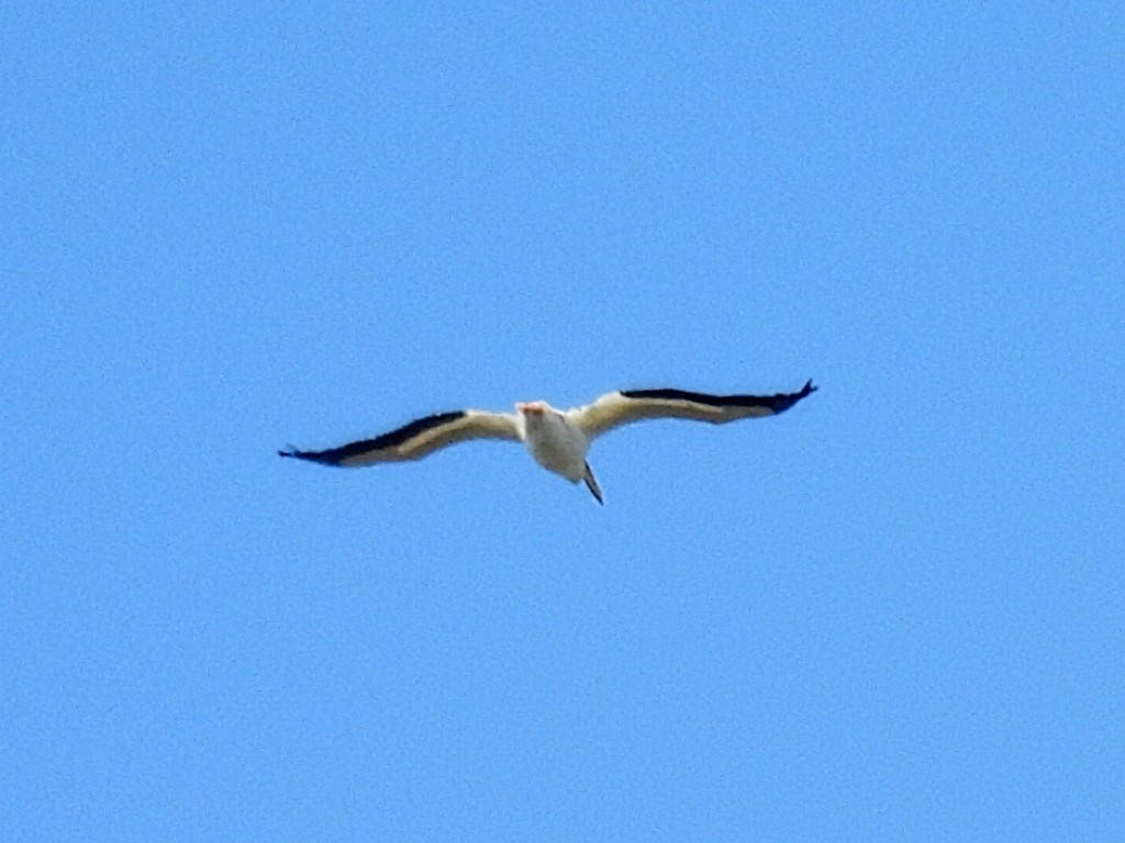 American White Pelican - ML623822083