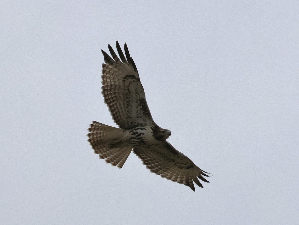 Red-tailed Hawk - Chris Gilbert