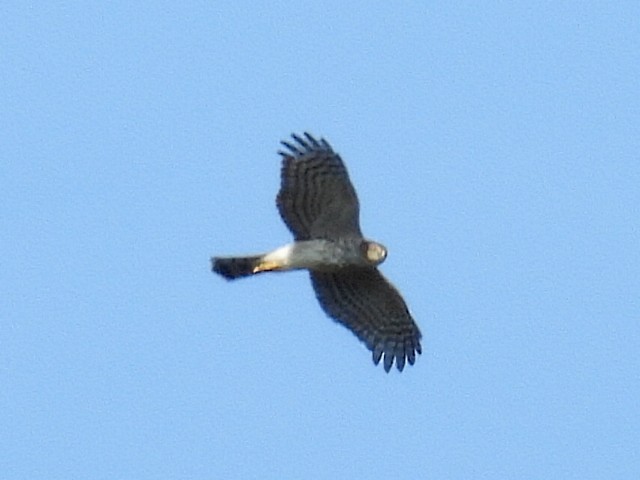 Sharp-shinned Hawk - ML623822100