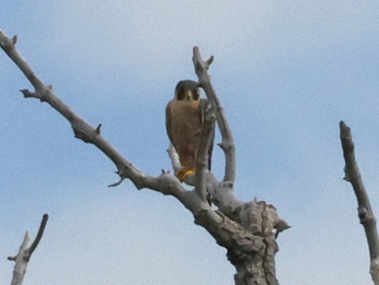 Peregrine Falcon - Chris Gilbert