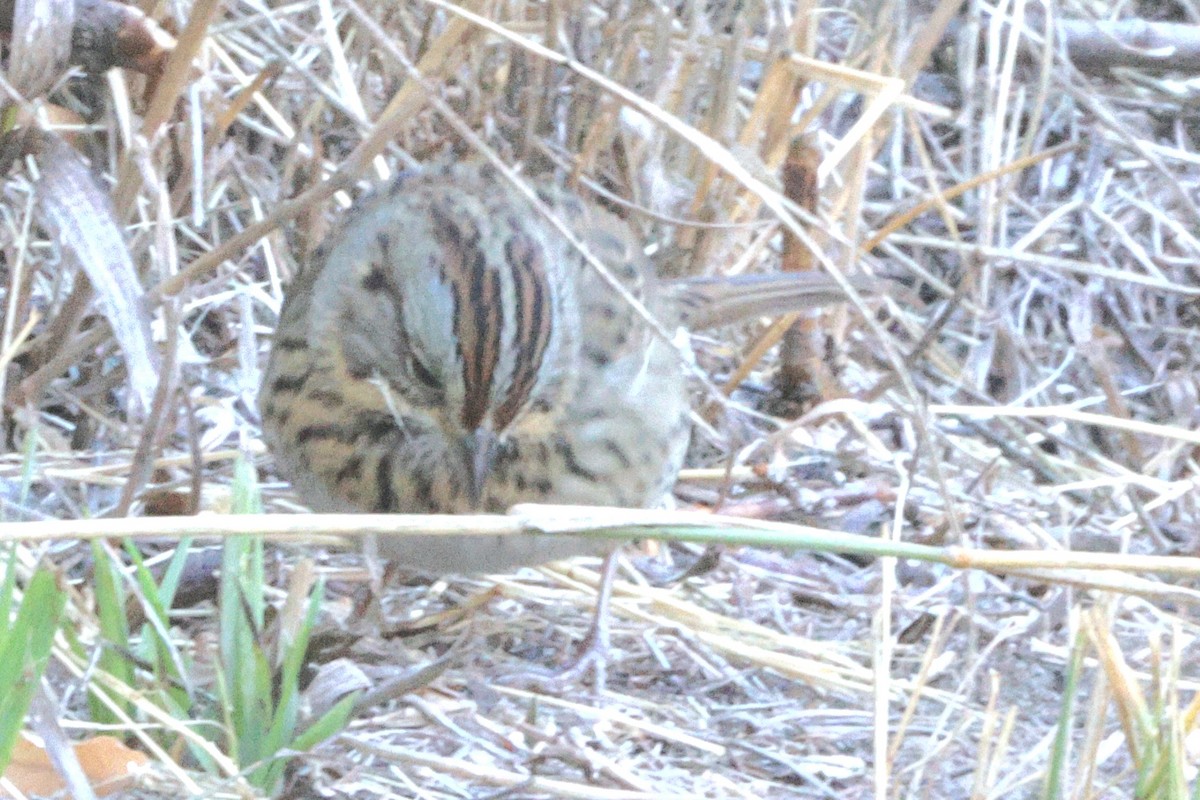 Lincoln's Sparrow - ML623822114