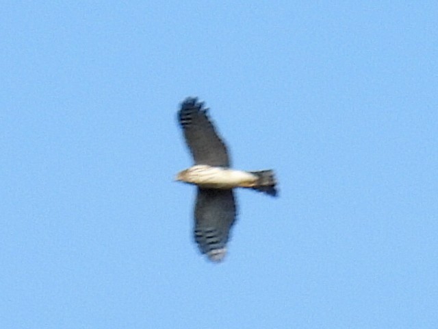 Sharp-shinned Hawk - ML623822116