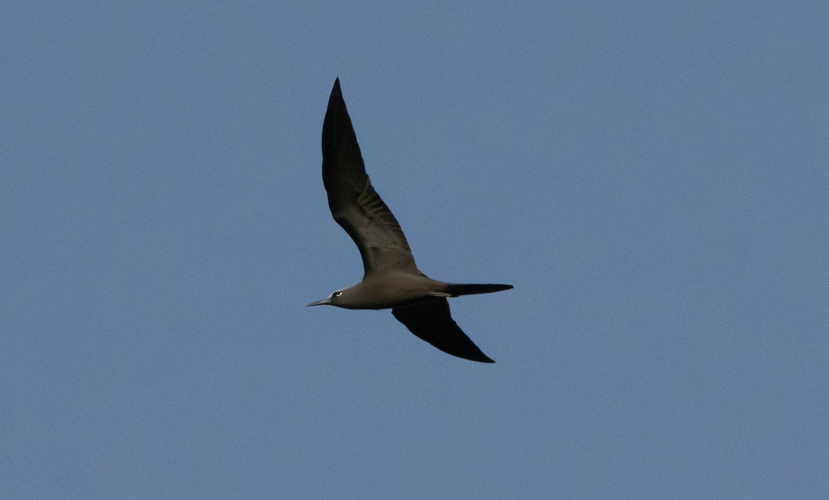 Brown Noddy - ML623822118