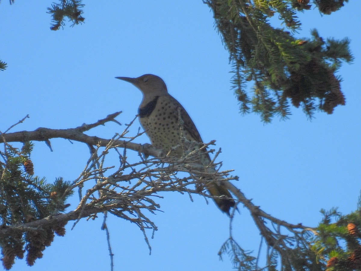 Northern Flicker - ML623822125