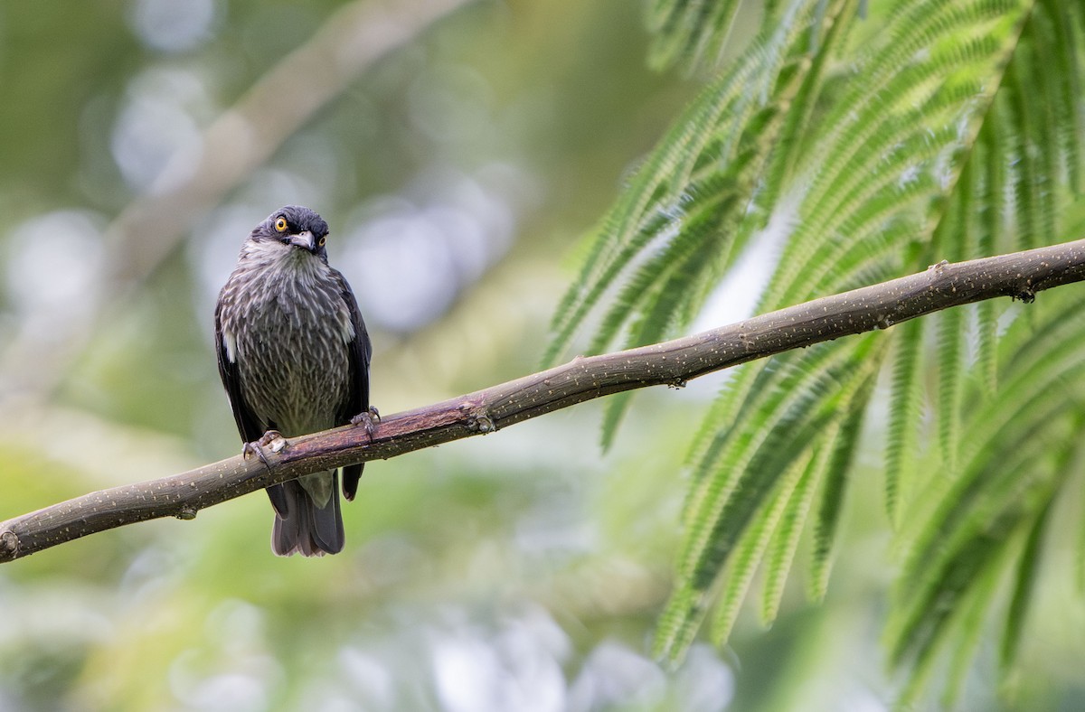 Polynesian Starling - ML623822140