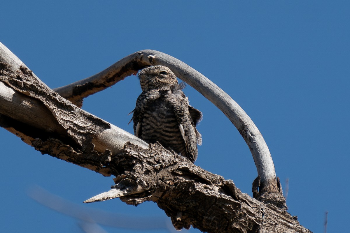 Common Nighthawk - Matt Hoecherl