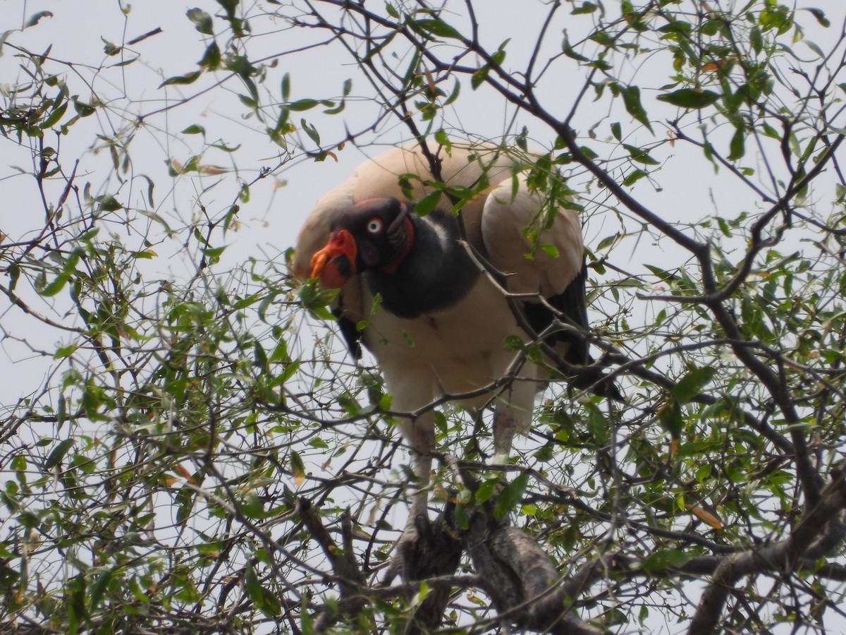 King Vulture - ML623822154