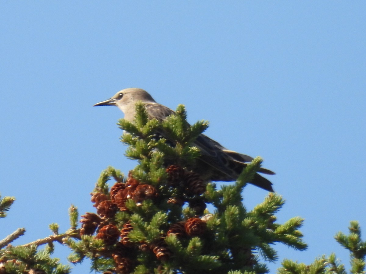 European Starling - ML623822157