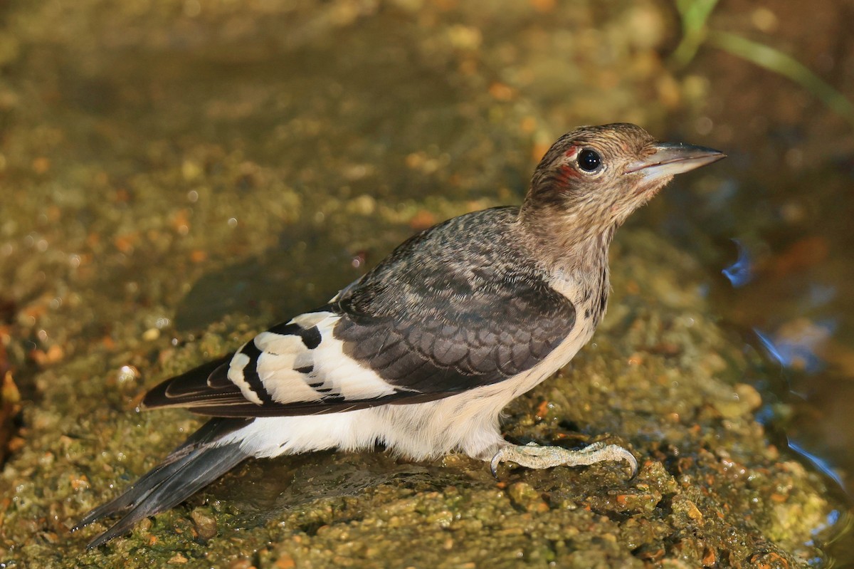 Red-headed Woodpecker - ML623822194