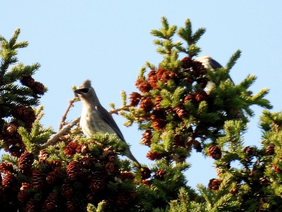 Cedar Waxwing - ML623822196