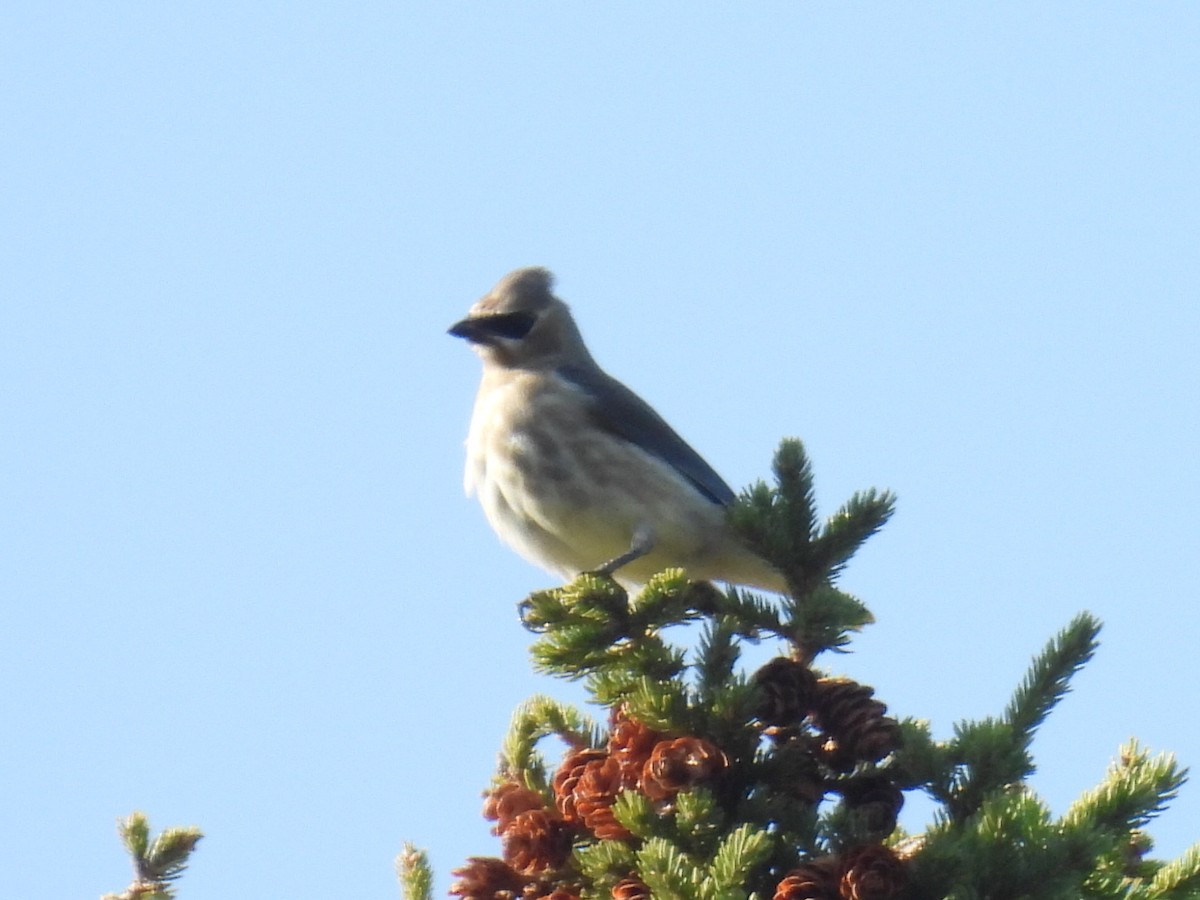 Cedar Waxwing - ML623822197