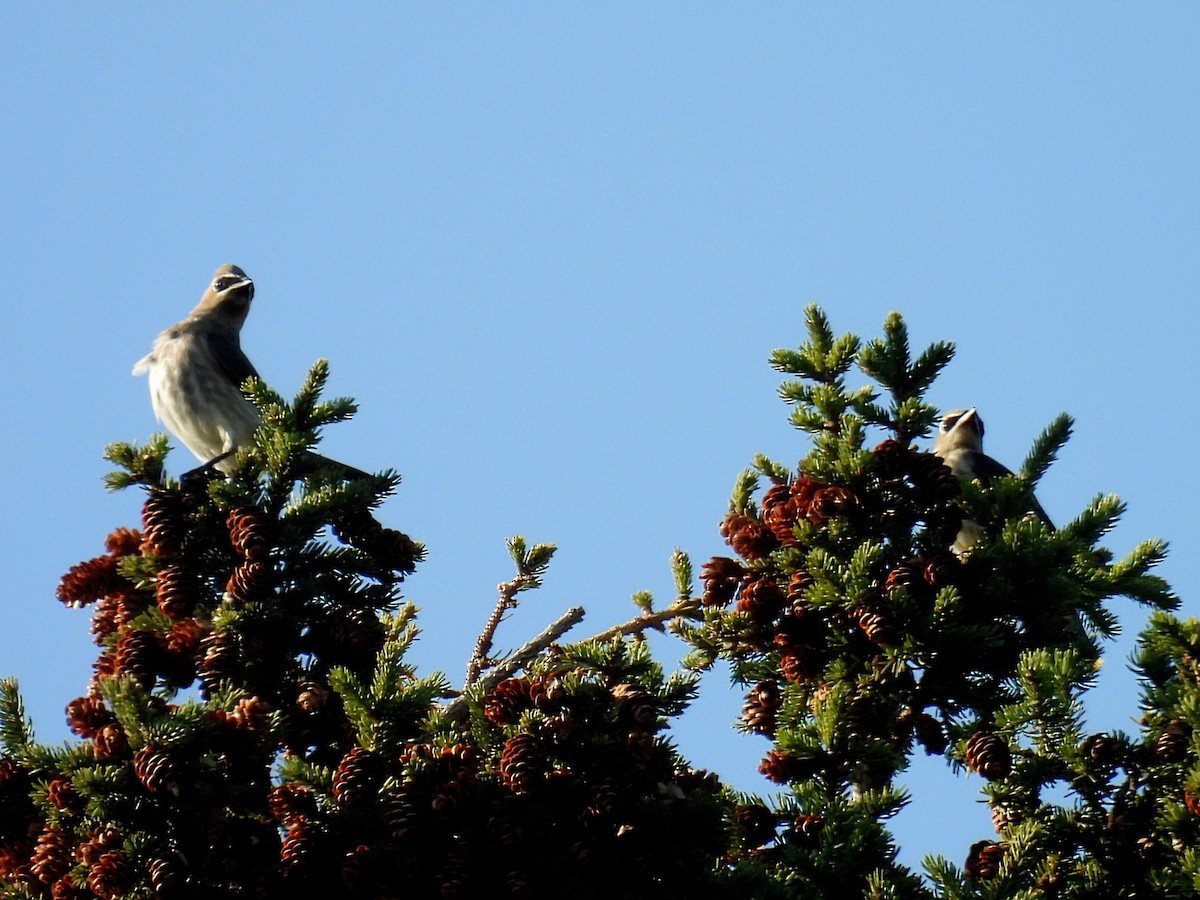 Cedar Waxwing - ML623822198