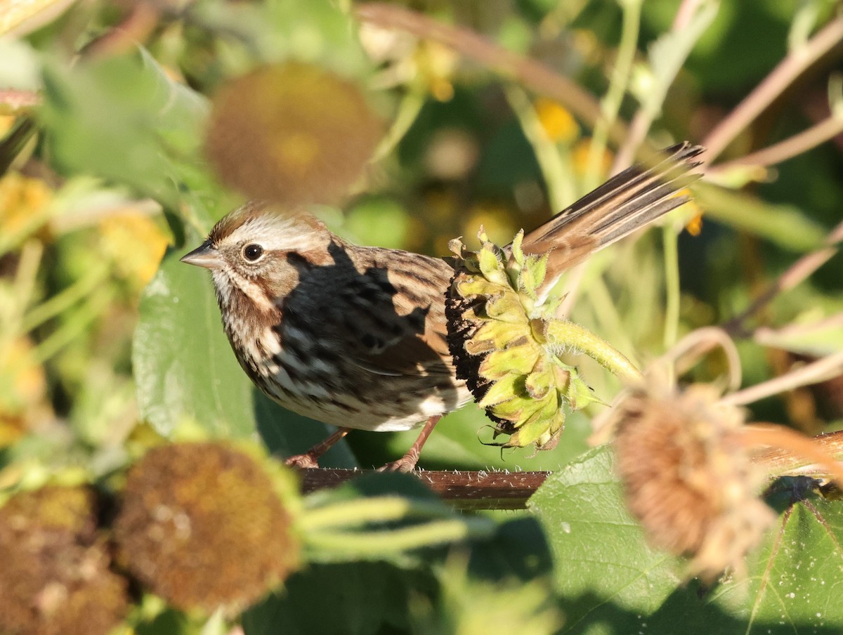 Song Sparrow - Chris Gilbert