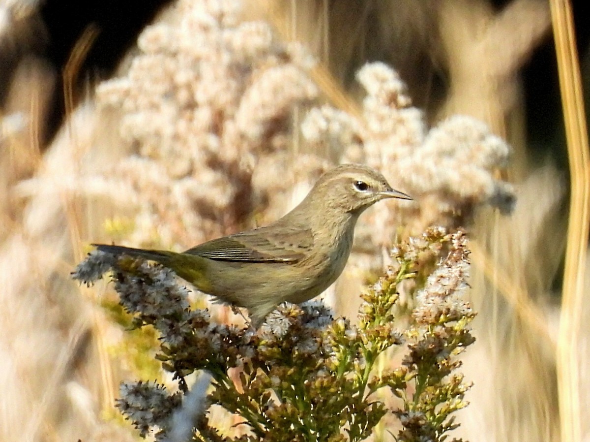 Palm Warbler - ML623822205