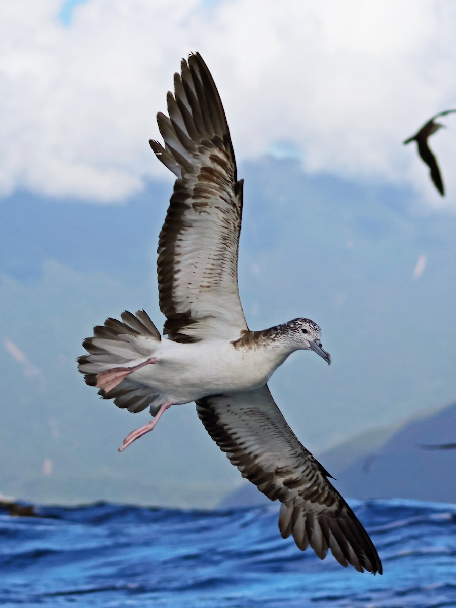 Streaked Shearwater - ML623822208