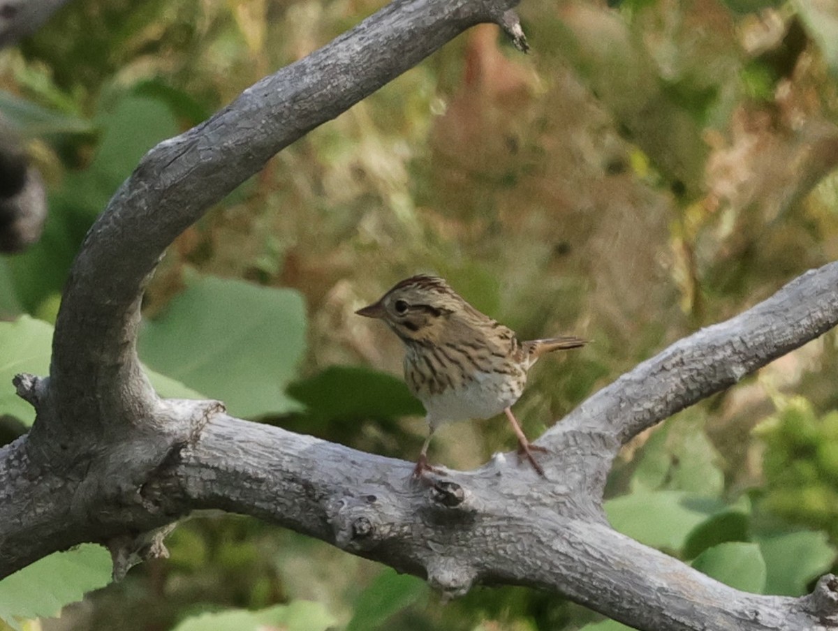 Lincoln's Sparrow - Chris Gilbert