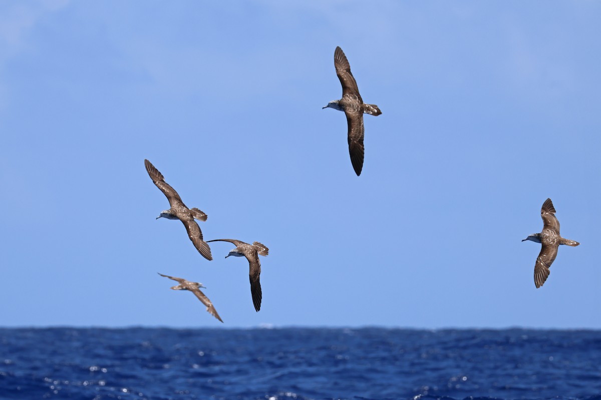 Streaked Shearwater - ML623822236