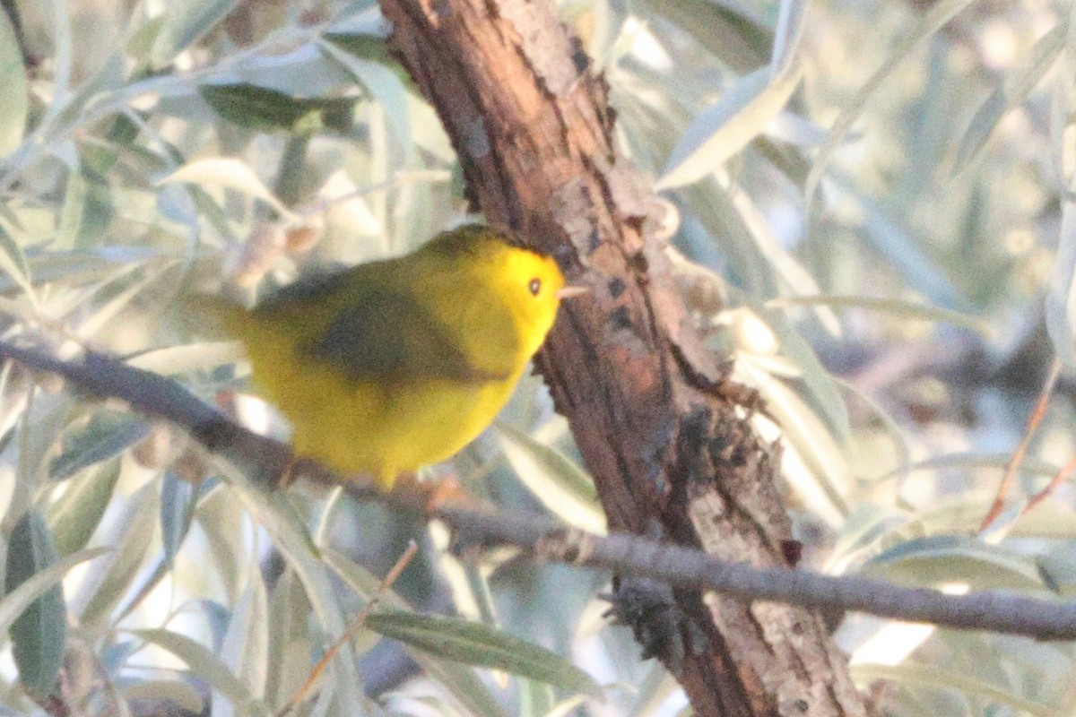 Wilson's Warbler - ML623822259