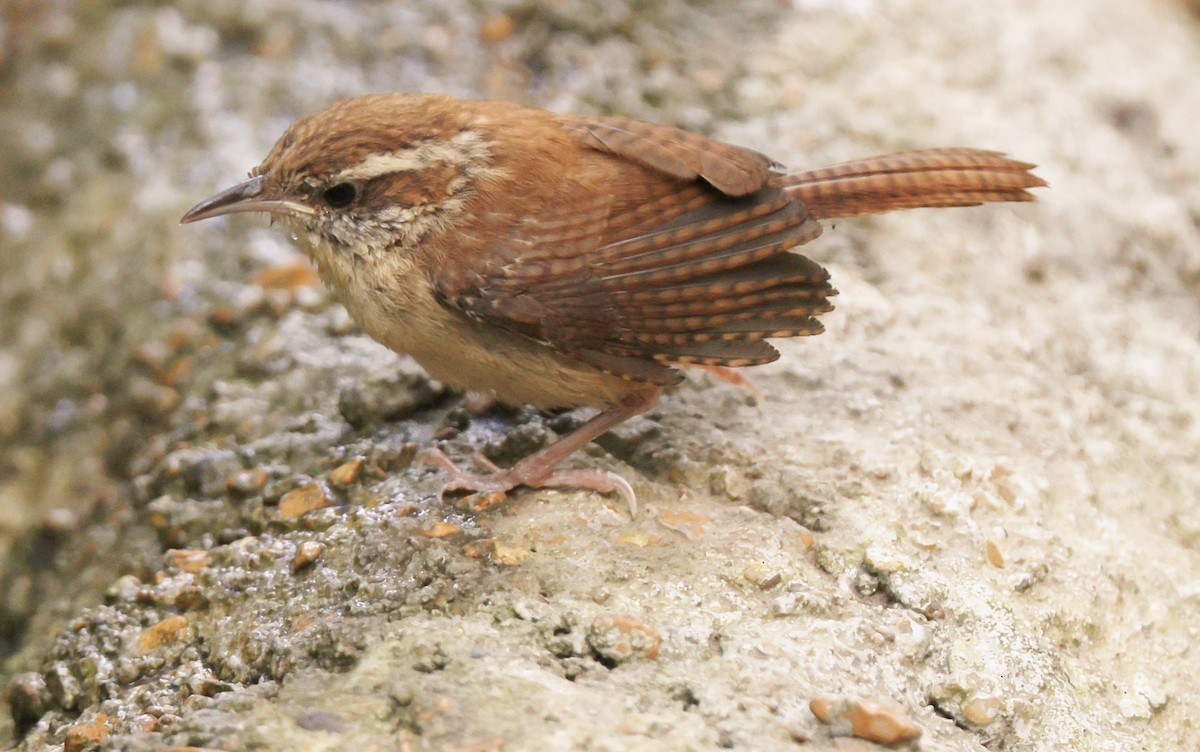 Carolina Wren - ML623822261