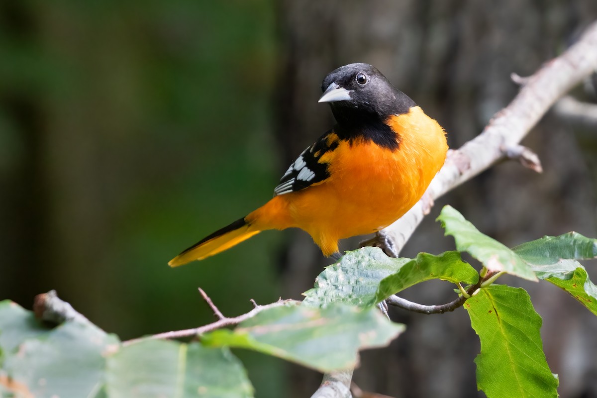 Baltimore Oriole - ML623822291