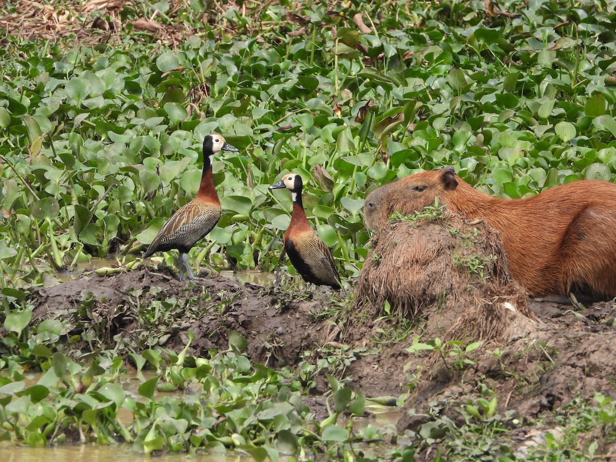 White-faced Whistling-Duck - ML623822292