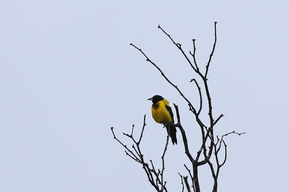 Audubon's Oriole - ML623822300