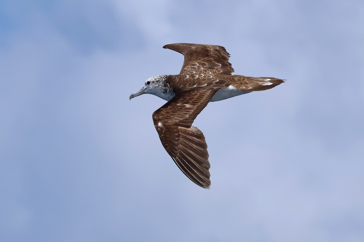 Streaked Shearwater - ML623822303