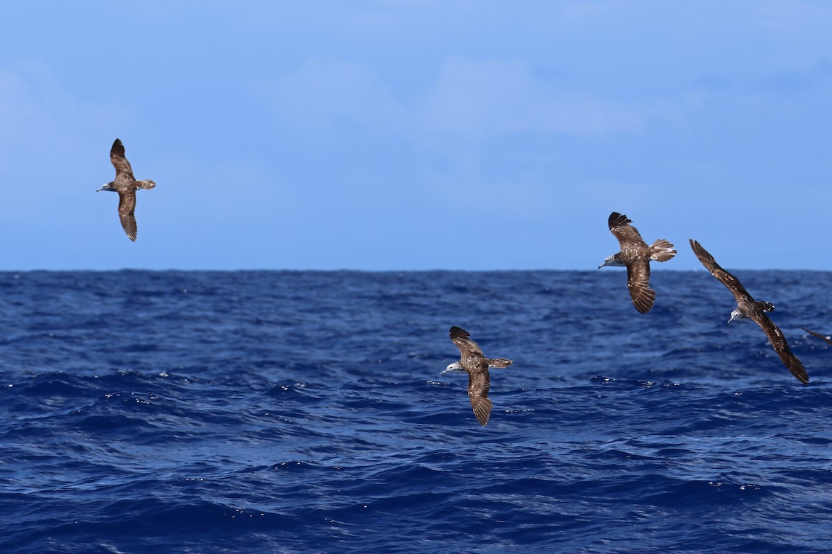 Streaked Shearwater - 佑淇 陳