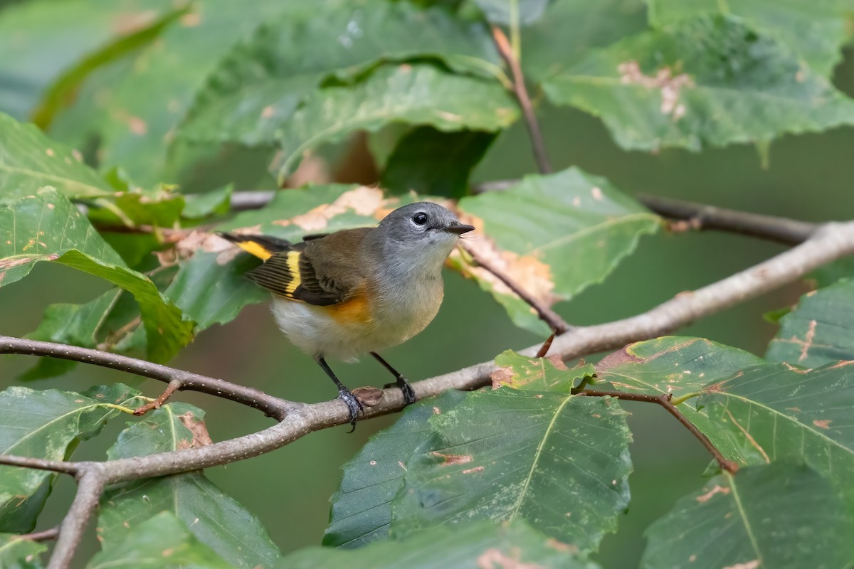 Kızıl Kuyruklu Ötleğen - ML623822308