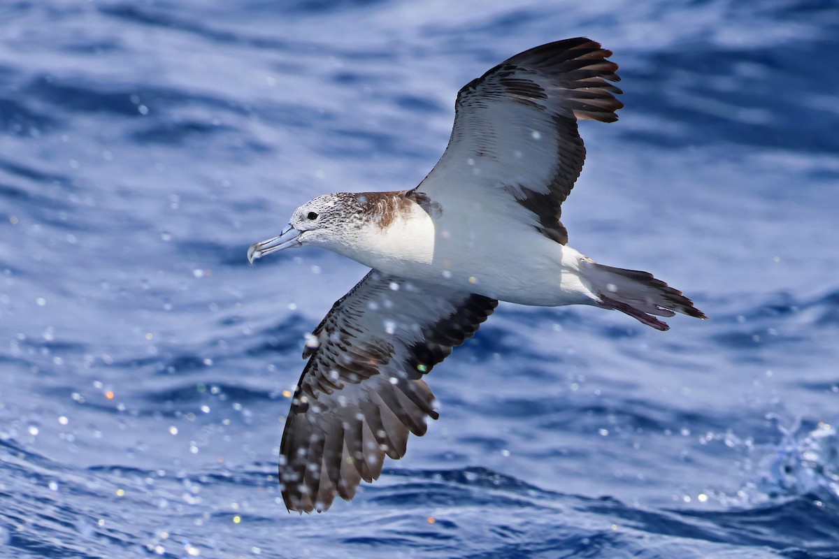 Streaked Shearwater - ML623822312