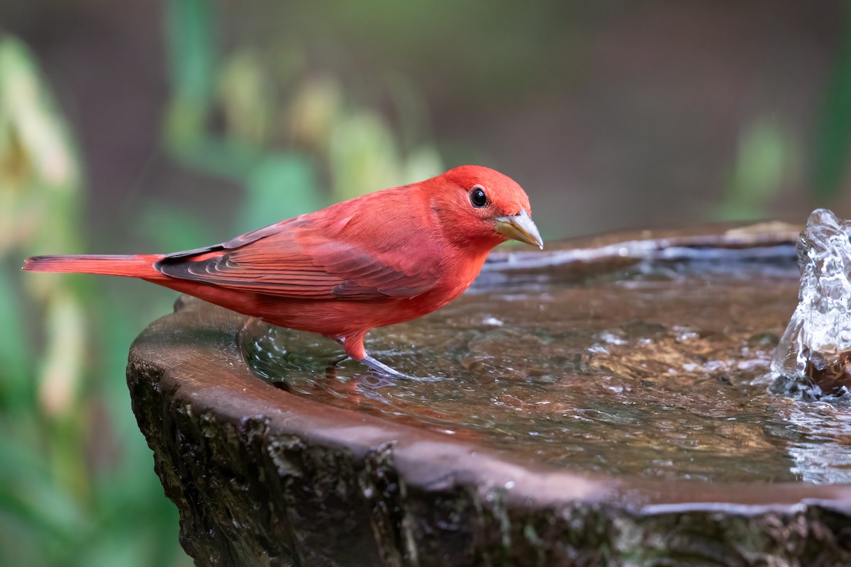 Summer Tanager - ML623822317