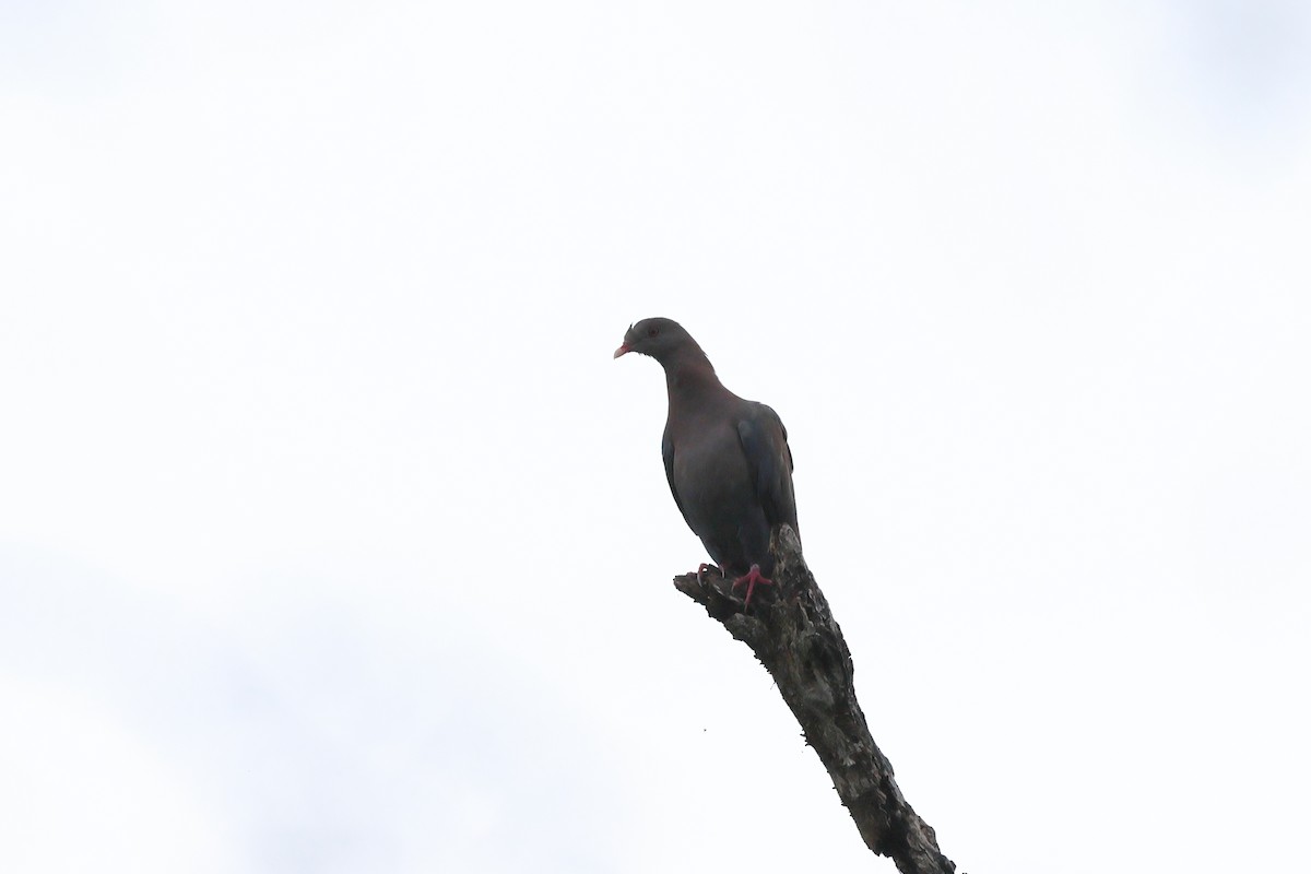 Red-billed Pigeon - ML623822324