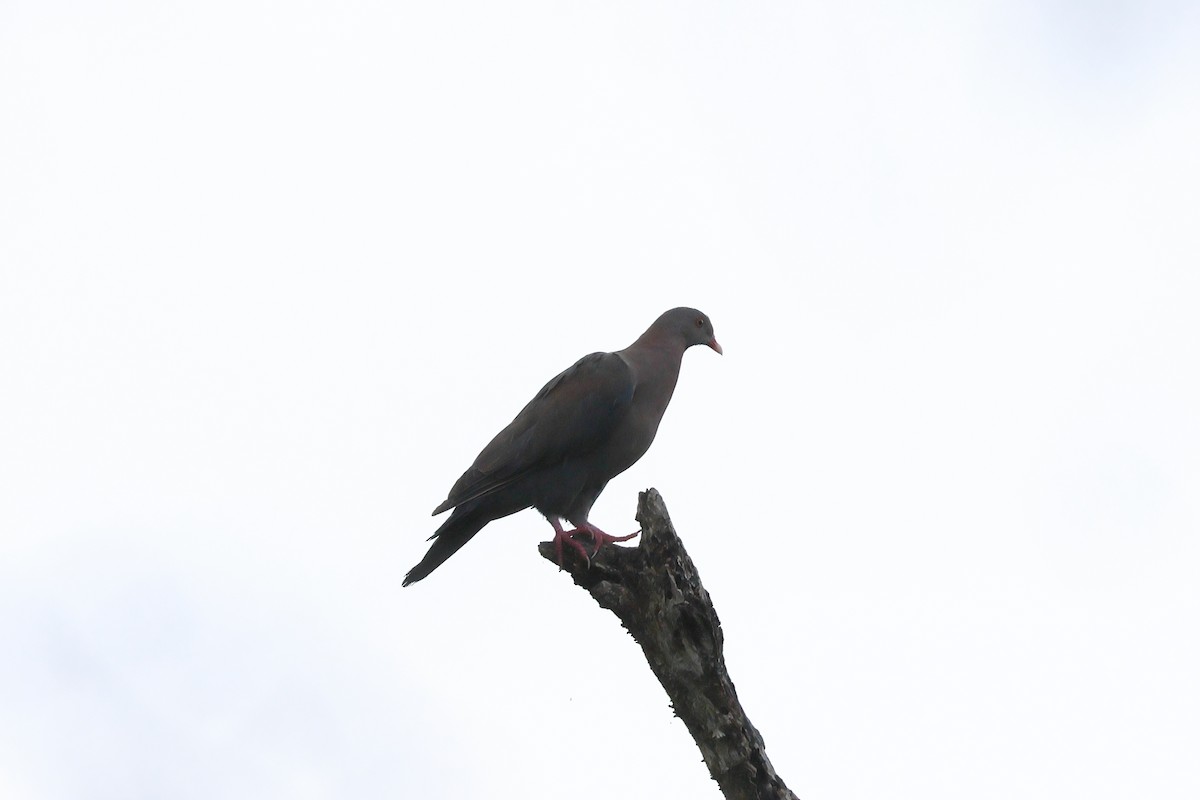 Red-billed Pigeon - ML623822326