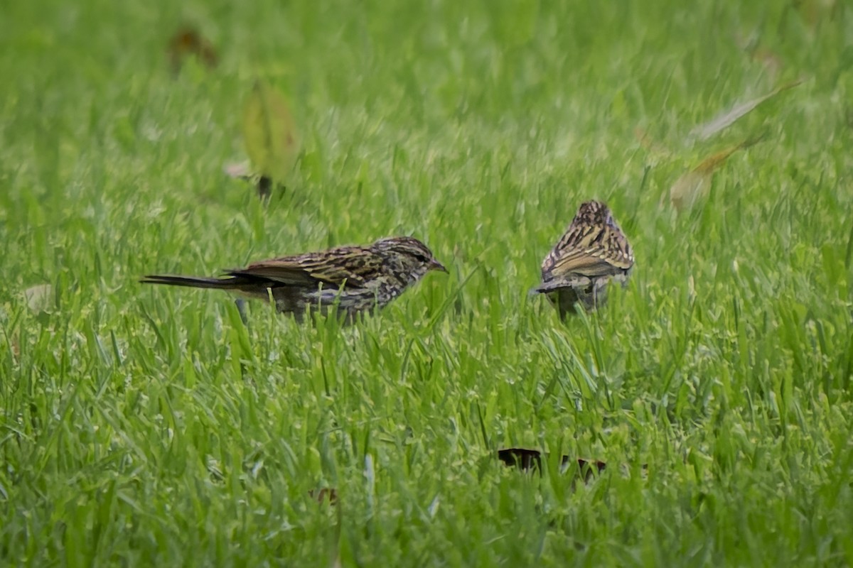 Chipping Sparrow - ML623822346